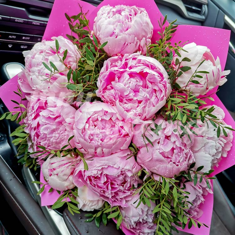 Букет из 13 розовых пионов (в салоне автомобиля)