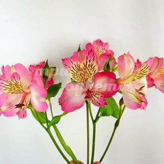 Розовая альстромерия Наварро